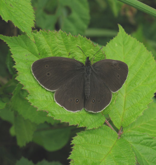 koevinkje_natuurlijk_brabant_26062011_6.jpg koevinkje_natuurlijk_brabant_26062011_6.jpg