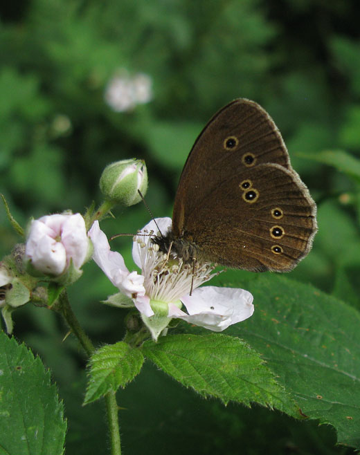 koevinkje_op_braam_spec._natuurlijk_brabant_26062011.jpg