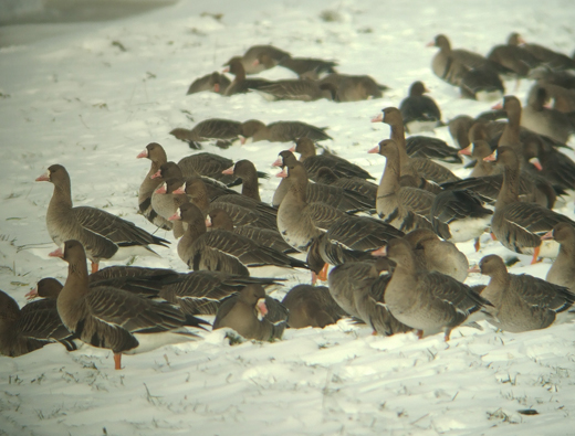kolganzen_polder_langerak_25122010.jpg kolganzen_polder_langerak_25122010.jpg