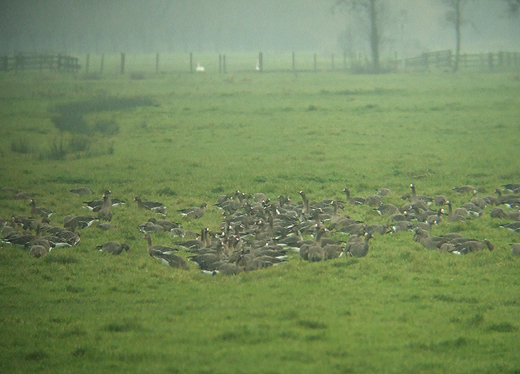 kolganzen_water_drinken_in_de_greppel_polder_langenbroek_de_donk_221110.jpg
