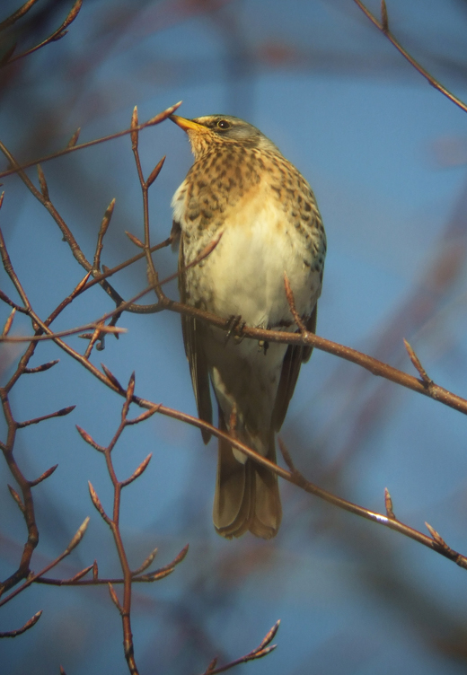 kramsvogel_tienhoven_26122010_1.jpg kramsvogel_tienhoven_26122010_1.jpg