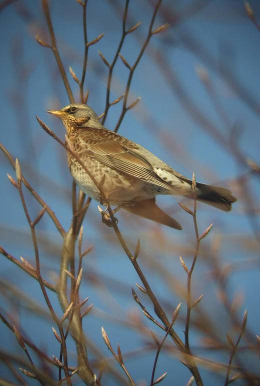 kramsvogel_tienhoven_26122010_2.jpg kramsvogel_tienhoven_26122010_2.jpg