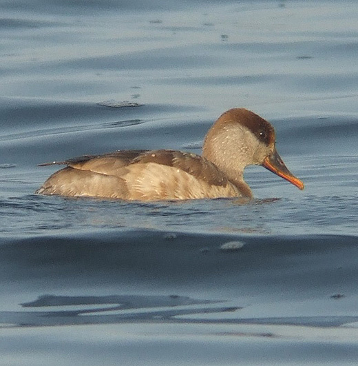 krooneenden_reeuwijksche_plassen_120610_10.jpg
