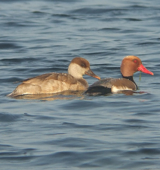 krooneenden_reeuwijksche_plassen_120610_2.jpg