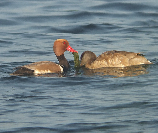 krooneenden_reeuwijksche_plassen_120610_3.jpg