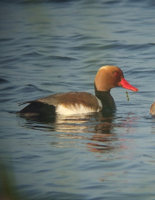 krooneenden_reeuwijksche_plassen_120610_8.jpg