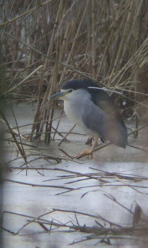 kwak_brabantse_biesbosch_030210.jpg kwak_brabantse_biesbosch_030210.jpg