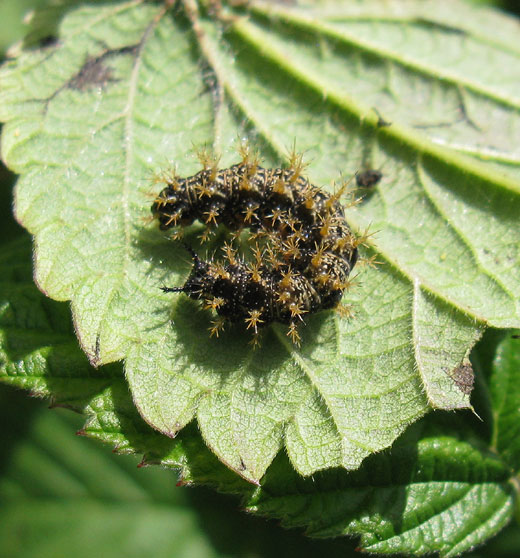 landkaartje_natuurlijk_brabant_12062011.jpg