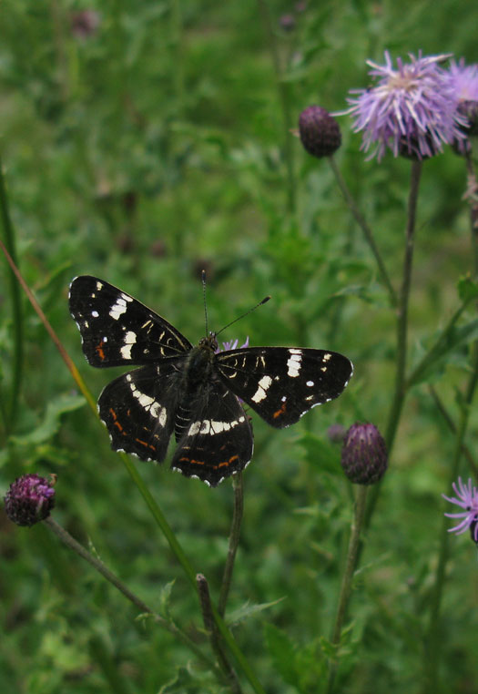 landkaartje_op_akkerdistel_natuurlijk_brabant_10072011.jpg