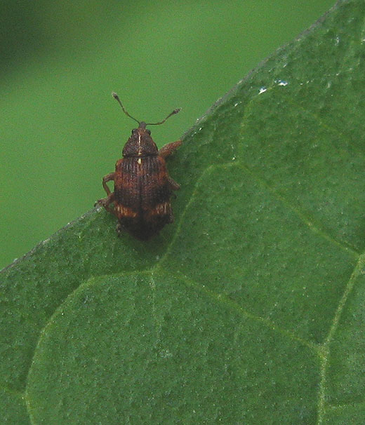 meidoornbloesemkever_anthonomus_pedicularius_zouweboezemgebied_15062011.jpg