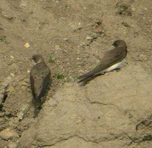 oeverzwaluw_uiterwaard_everdingen_6_mei_2006_1.jpg oeverzwaluw_uiterwaard_everdingen_6_mei_2006_1.jpg