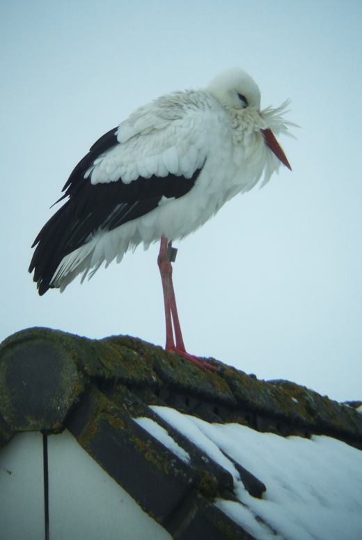 ooievaar_ameide_26122010.jpg ooievaar_ameide_26122010.jpg
