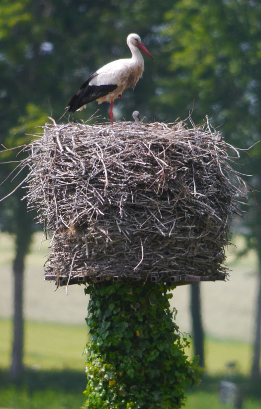 ooievaar_met_een_jong_boomnest_kedichem_04062013.jpg