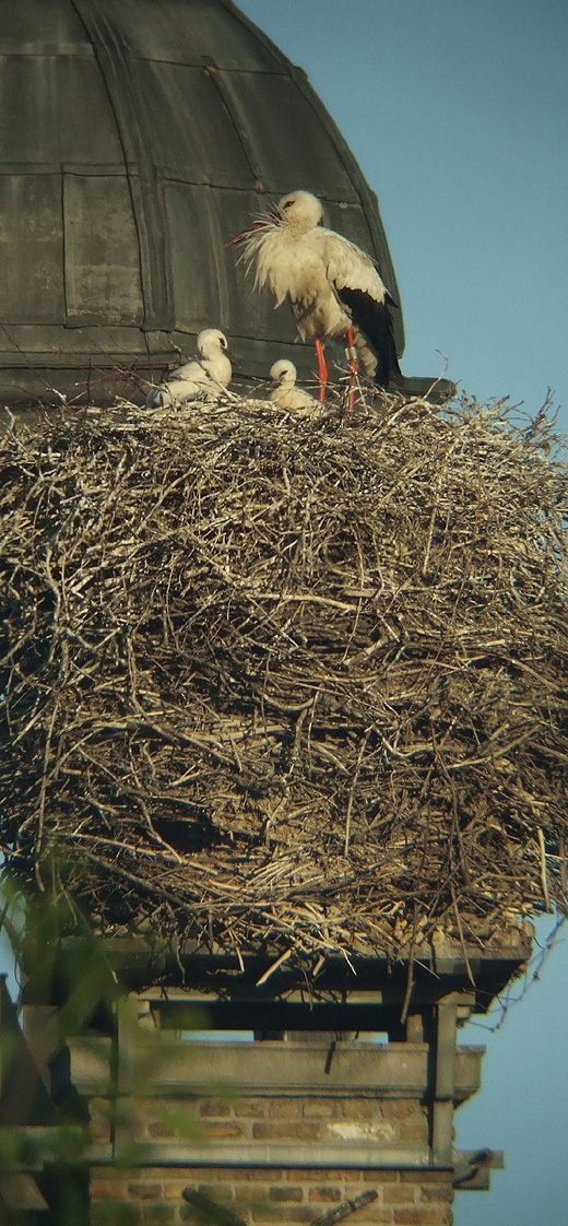 ooievaar_met_pullen_ottoland_030610.jpg ooievaar_met_pullen_ottoland_030610.jpg
