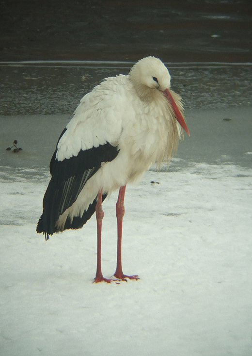 ooievaar_vijfheerenlanden_29122010_2.jpg ooievaar_vijfheerenlanden_29122010_2.jpg