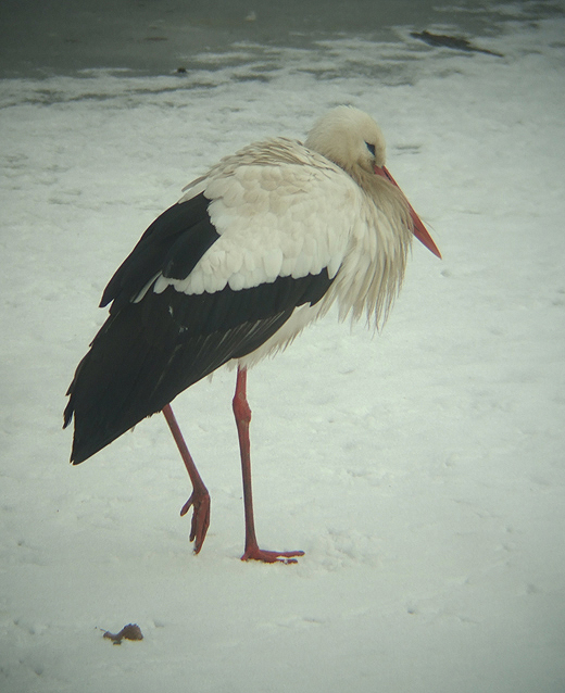ooievaar_vijfheerenlanden_29122010_3.jpg ooievaar_vijfheerenlanden_29122010_3.jpg