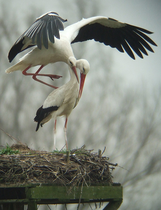 ooievaars_leluiterwaard_270310_1.jpg ooievaars_leluiterwaard_270310_1.jpg