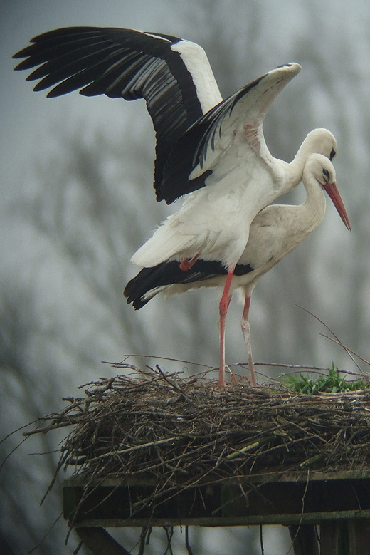 ooievaars_leluiterwaard_270310_11.jpg ooievaars_leluiterwaard_270310_11.jpg