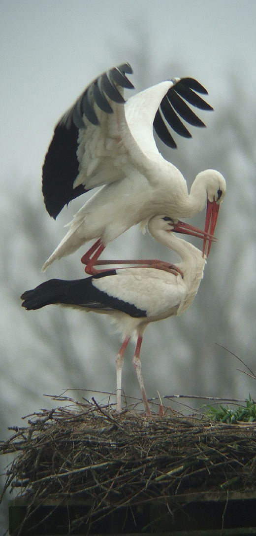 ooievaars_leluiterwaard_270310_12.jpg ooievaars_leluiterwaard_270310_12.jpg