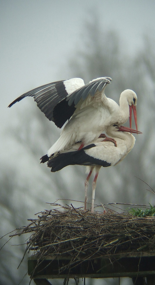 ooievaars_leluiterwaard_270310_14.jpg ooievaars_leluiterwaard_270310_14.jpg
