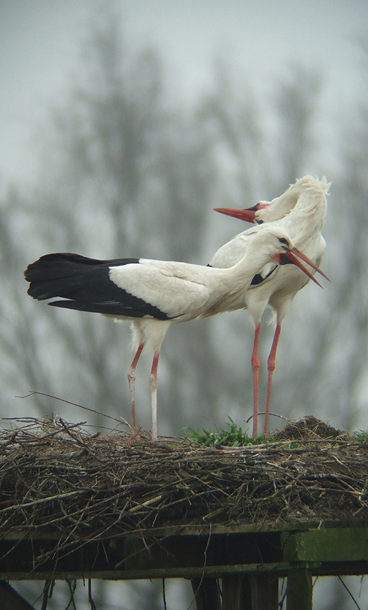 ooievaars_leluiterwaard_270310_15.jpg ooievaars_leluiterwaard_270310_15.jpg
