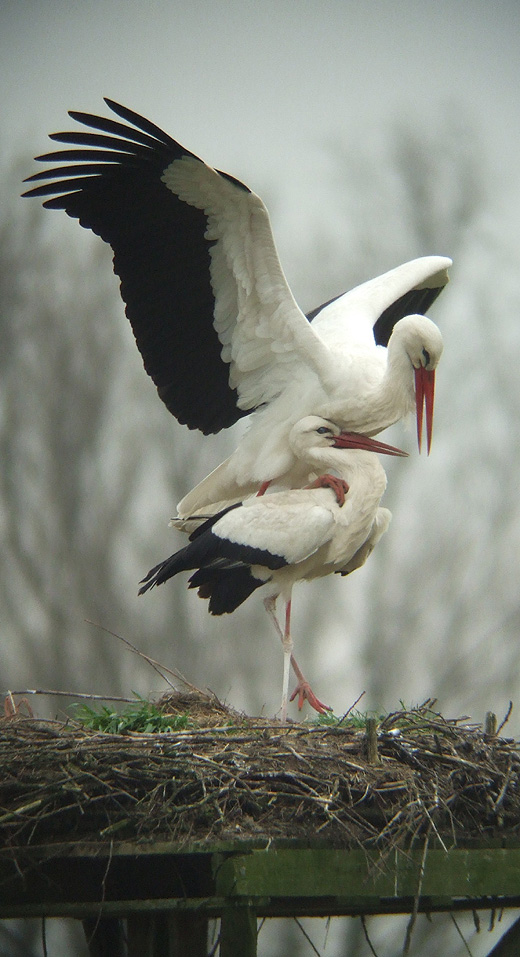 ooievaars_leluiterwaard_270310_2.jpg ooievaars_leluiterwaard_270310_2.jpg
