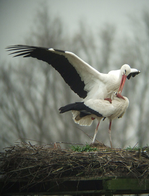 ooievaars_leluiterwaard_270310_3.jpg ooievaars_leluiterwaard_270310_3.jpg