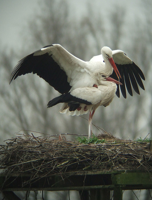 ooievaars_leluiterwaard_270310_4.jpg ooievaars_leluiterwaard_270310_4.jpg