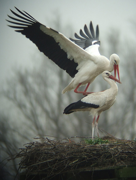 ooievaars_leluiterwaard_270310_5.jpg ooievaars_leluiterwaard_270310_5.jpg
