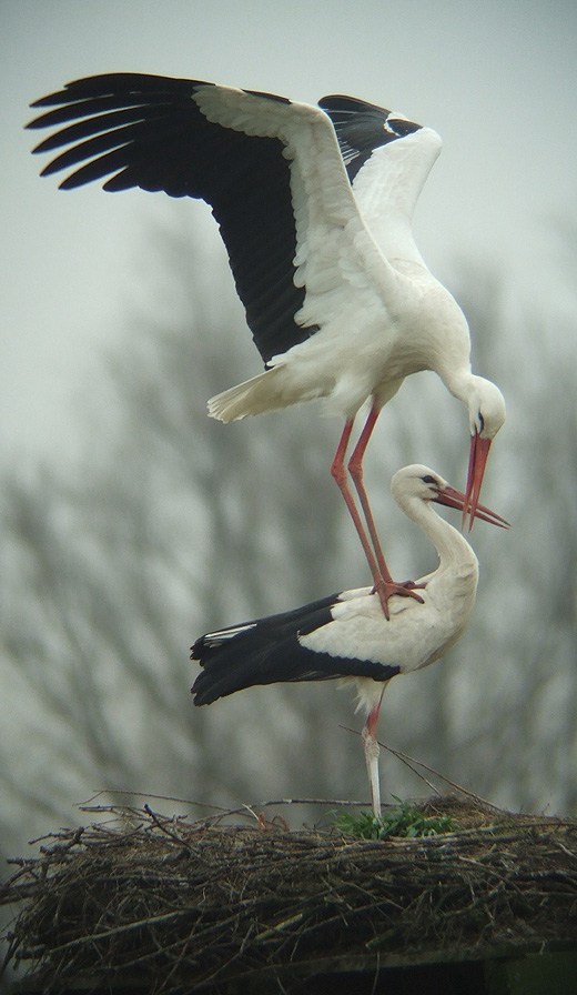 ooievaars_leluiterwaard_270310_6.jpg ooievaars_leluiterwaard_270310_6.jpg