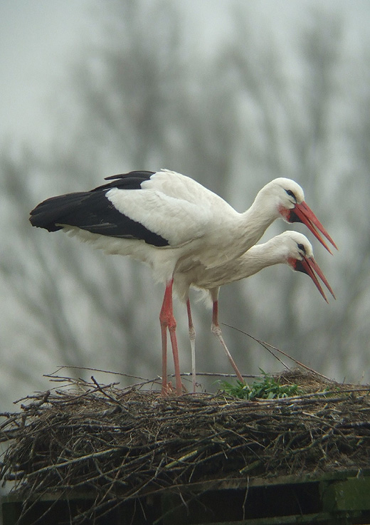 ooievaars_leluiterwaard_270310_7.jpg ooievaars_leluiterwaard_270310_7.jpg