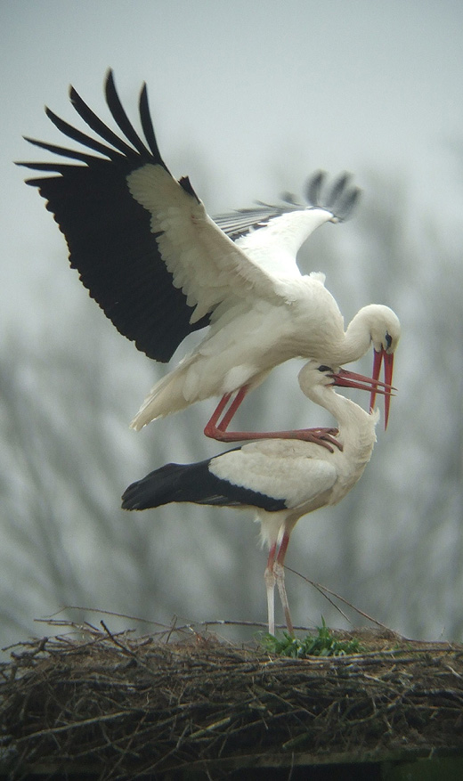 ooievaars_leluiterwaard_270310_8.jpg ooievaars_leluiterwaard_270310_8.jpg