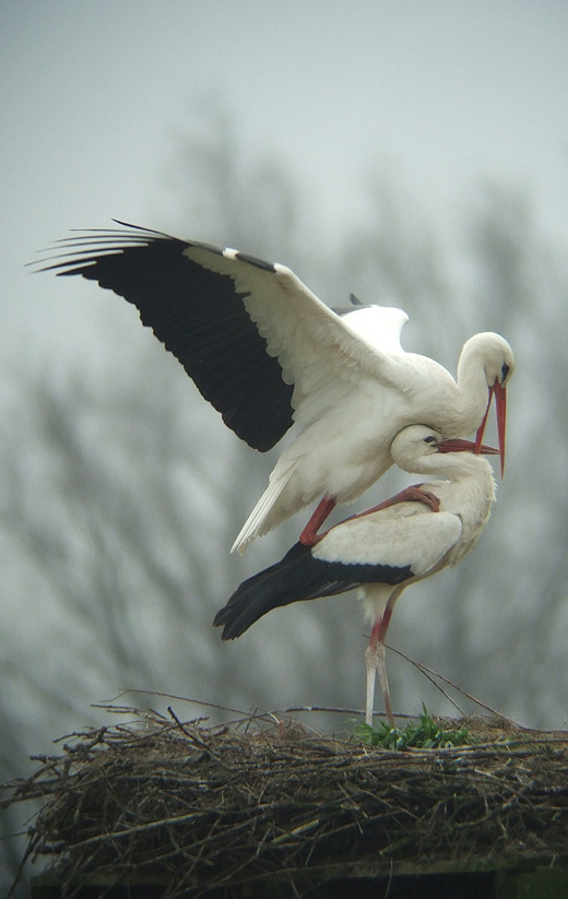 ooievaars_leluiterwaard_270310_9.jpg ooievaars_leluiterwaard_270310_9.jpg