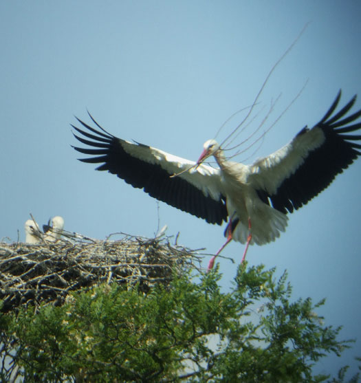 ooievaars_meerkerk_06062012_1.jpg