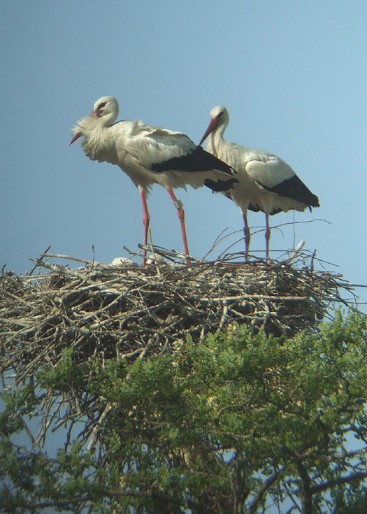 ooievaars_meerkerk_06062012_11.jpg