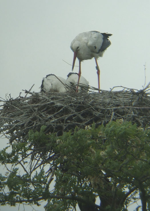 ooievaars_meerkerk_06062012_8.jpg ooievaars_meerkerk_06062012_8.jpg