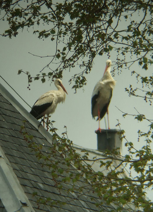 ooievaars_ongeringd_jongen_van_vorig_jaar_meerkerk_14052013_3.jpg