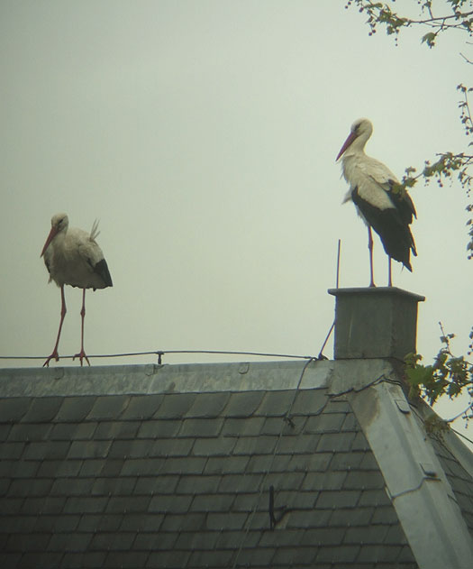 ooievaars_ongeringd_jongen_van_vorig_jaar_meerkerk_14052013_4.jpg