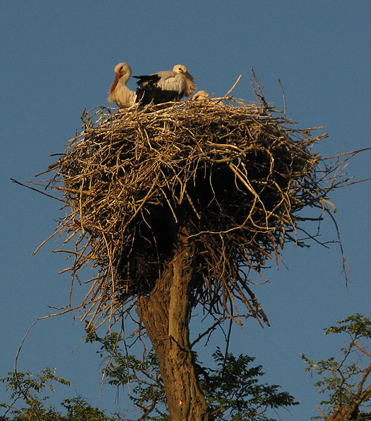 ooievaars_op_gewone_robinia_robinia_pseudoacacia_meerkerk_10062012_6.jpg