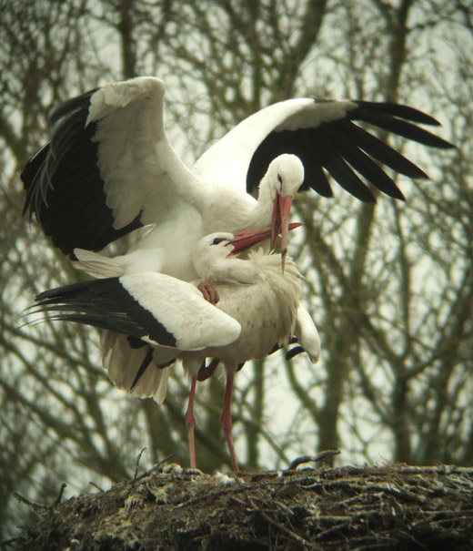 ooievaars_pastorie_everdingen_5_maart_2009_1.jpg ooievaars_pastorie_everdingen_5_maart_2009_1.jpg