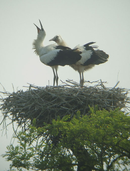 ooievaarsjongen_luchtalarm_voor_een_buizerd_09.59_uur_meerkerk__20062012_7.jpg
