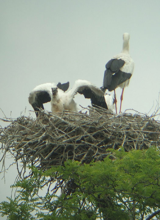 ooievaarsjongen_vechten_om_een_mol_meerkerk_11062012_6.jpg