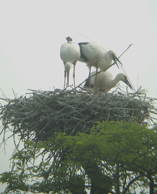 ooievaarsvrouw_met_jongen_klussend_09.31_uur_meerkerk_21062012.jpg