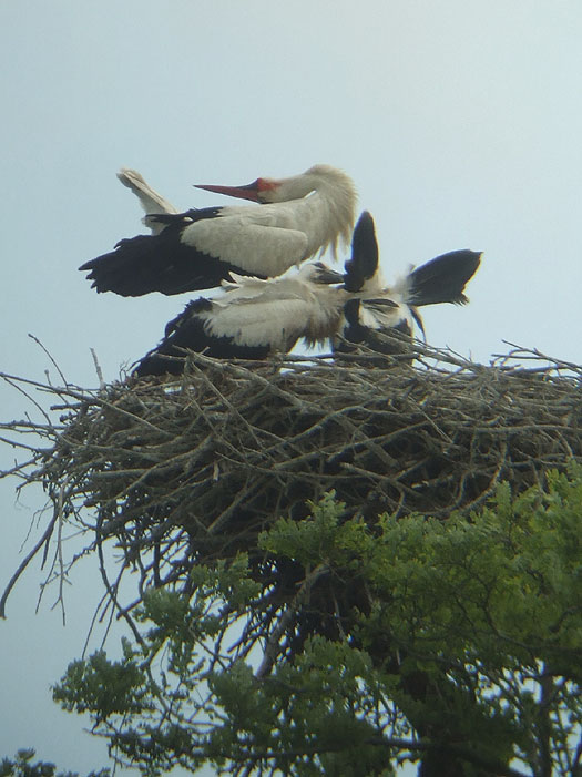 ooievaarsvrouw_verdedigd_nest_tegen_indringer_10.35-11.12_uur_meerkerk_16062012_12.jpg