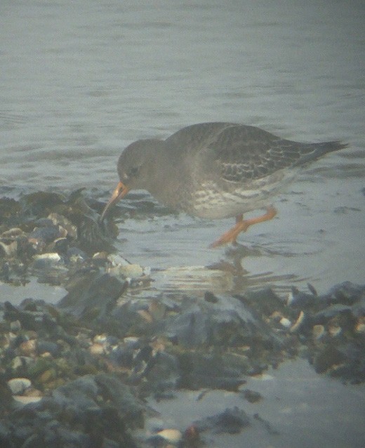 paarse_strandloper_brouwersdam_060210.jpg paarse_strandloper_brouwersdam_060210.jpg