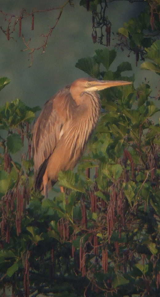 purperreiger_1e_zomer_280510_3.jpg purperreiger_1e_zomer_280510_3.jpg