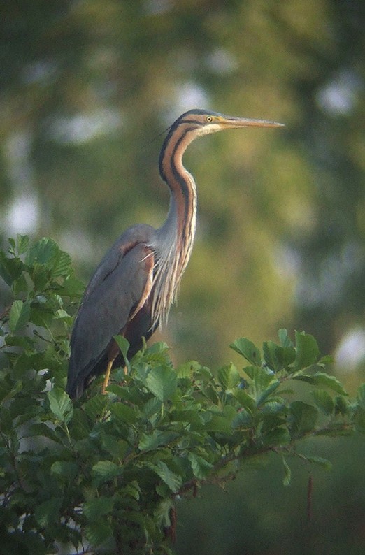 purperreiger_230510_2.jpg purperreiger_230510_2.jpg