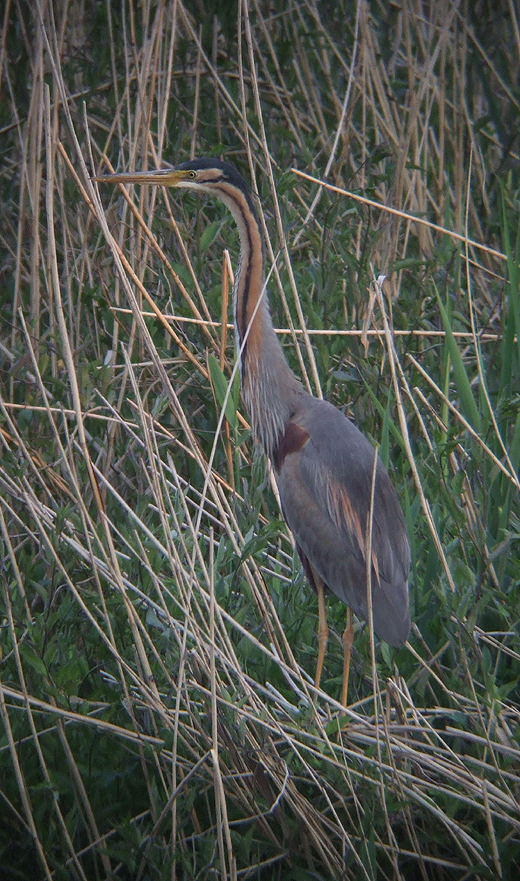 purperreiger_230510_3.jpg purperreiger_230510_3.jpg
