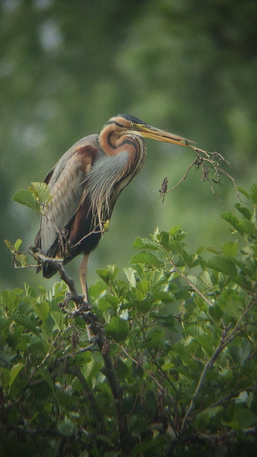 purperreiger_270510_1.jpg purperreiger_270510_1.jpg