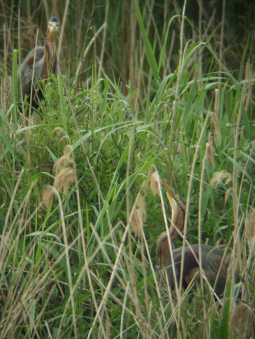 purperreiger_270510_2.jpg purperreiger_270510_2.jpg